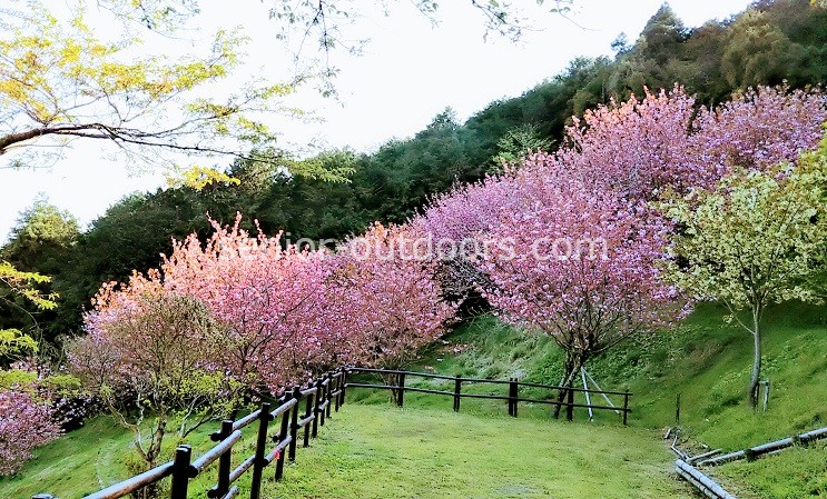 秦野の震生湖へ八重桜ハイキング。めざすは頭高山！