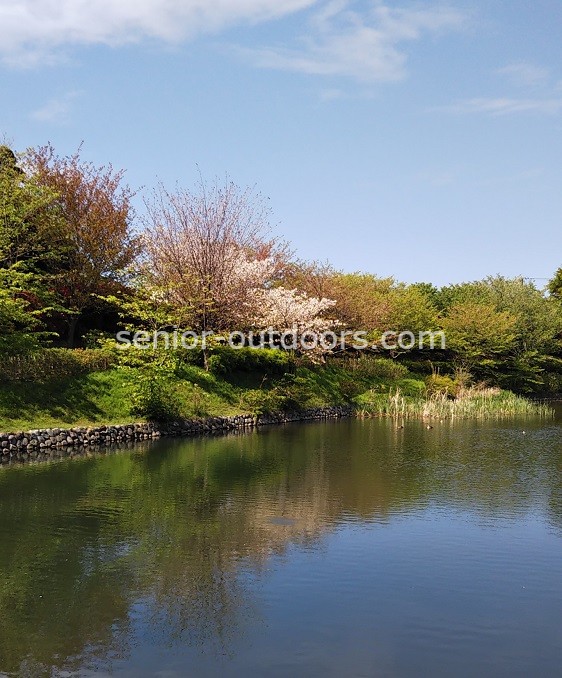 今泉名水桜公園から富士山見えず