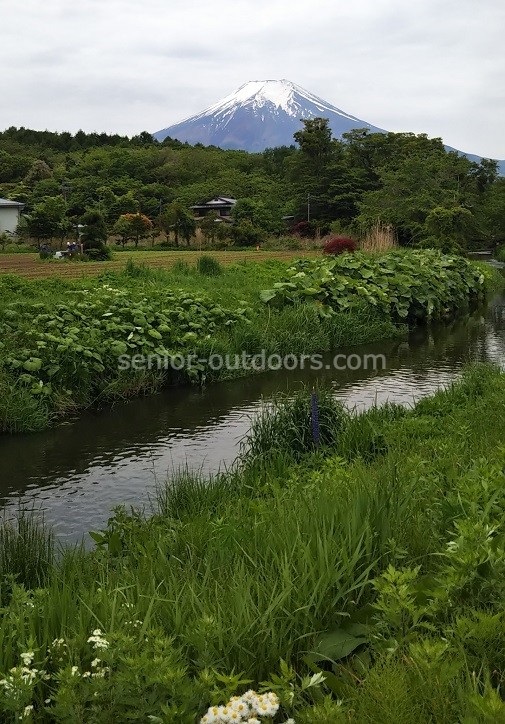 忍野八海からの富士山の全貌。やっと見ることができた！