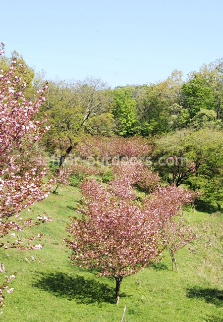 頭高山休憩所の八重桜