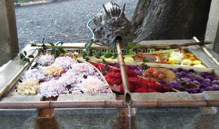 穂高神社の花手水に癒されます