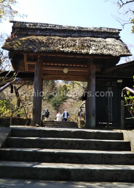 鎌倉東慶寺のしだれ桜を堪能！続くは葛原岡大仏ハイキング