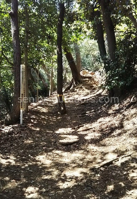 葛原岡大仏ハイキングコースの鬱蒼とした山道