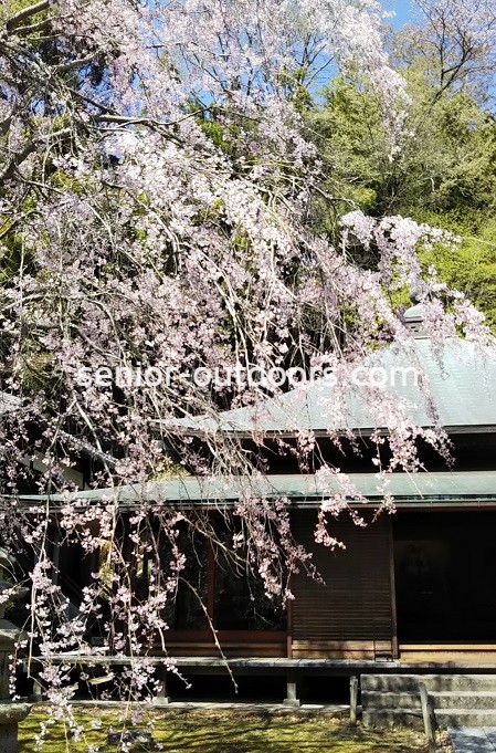 東慶寺本堂前のしだれ桜